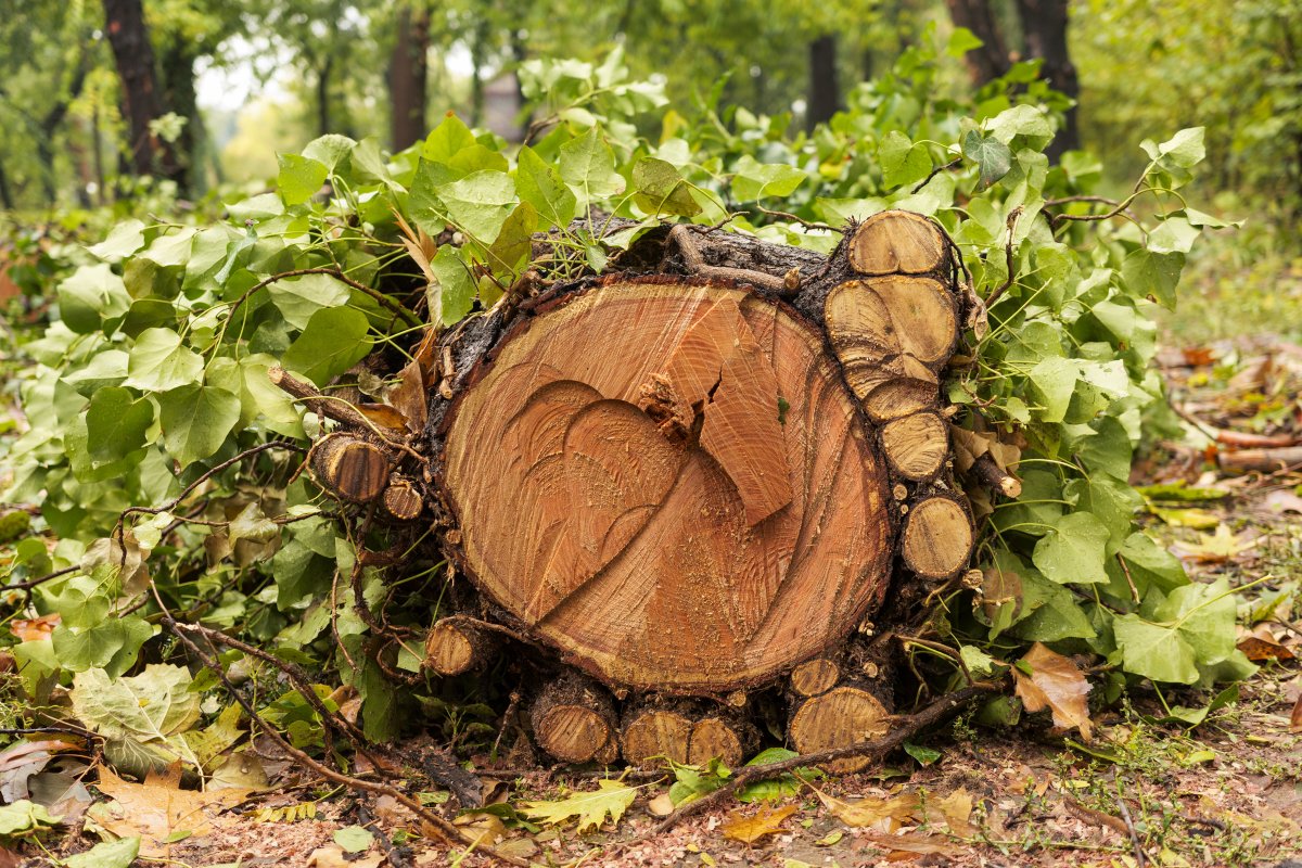 October 2025 - Journal by Tudor Prisăcariu