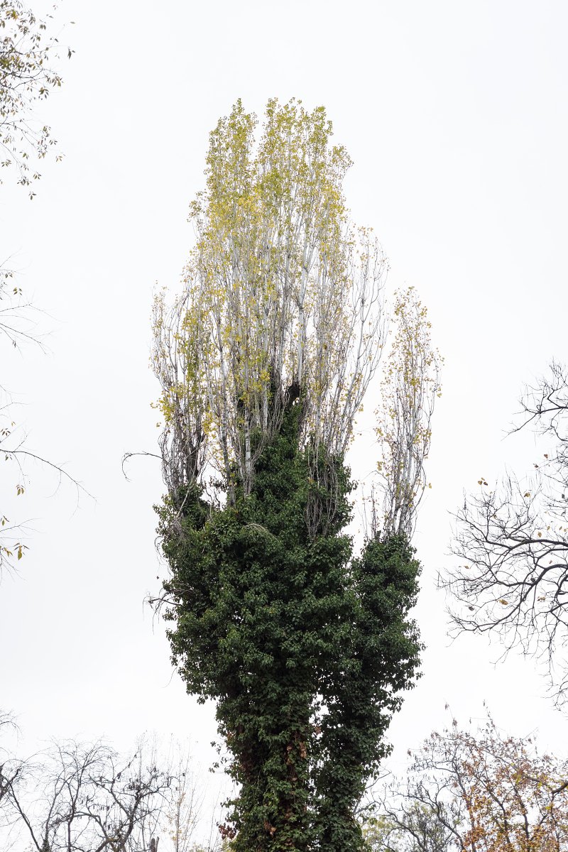 November 2025 - Journal by Tudor Prisăcariu