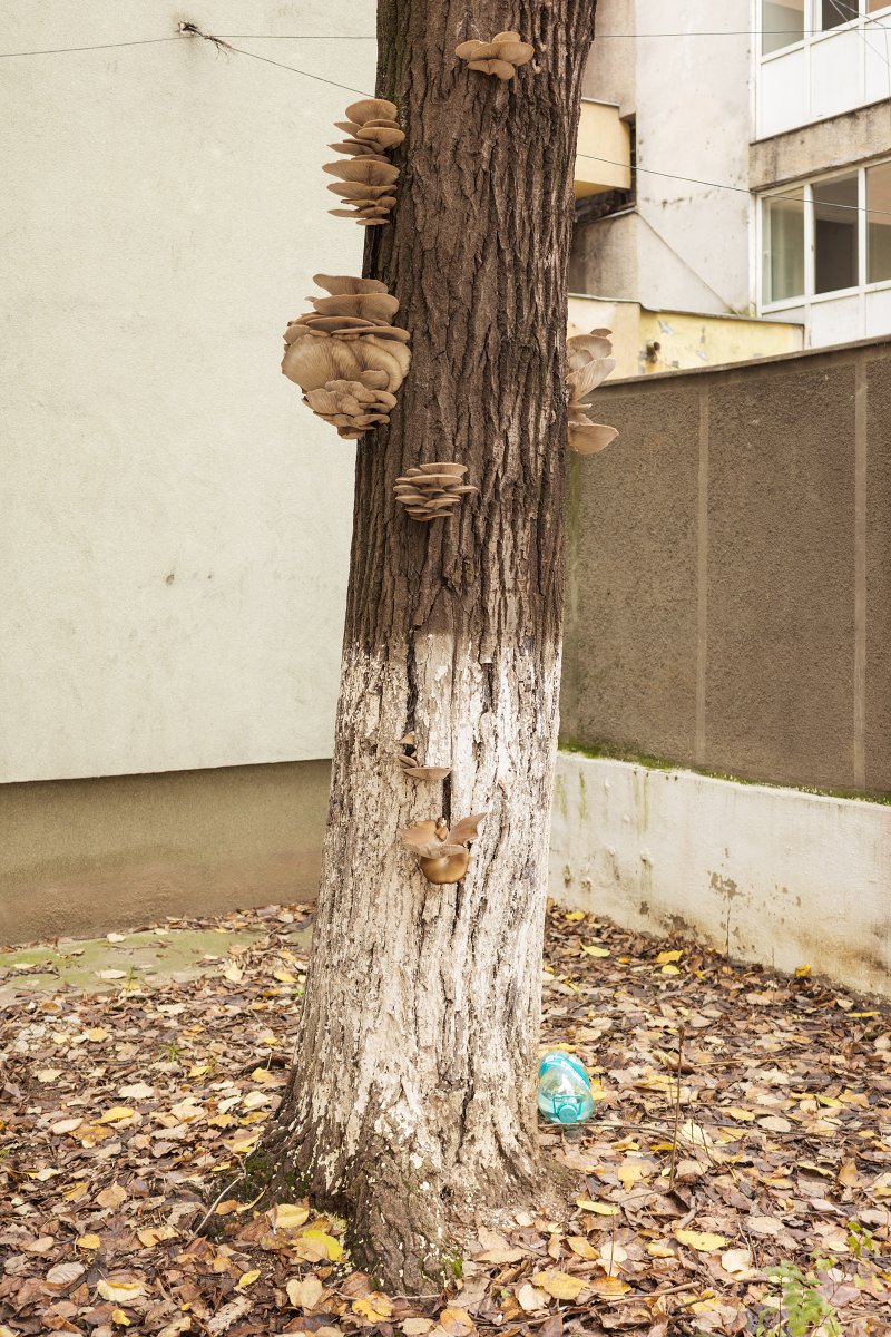 November 2025 - Journal by Tudor Prisăcariu